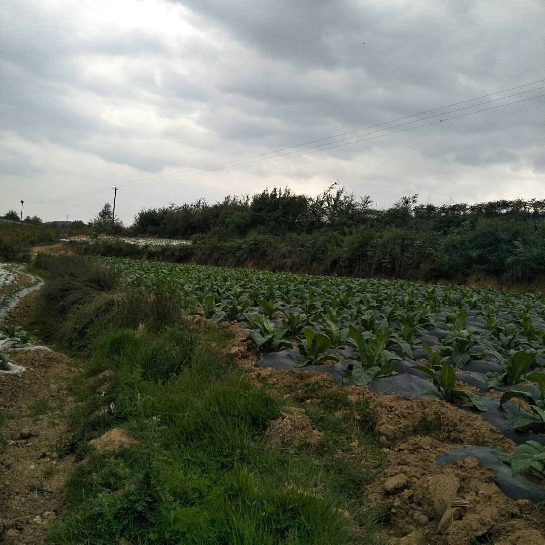 灵地镇最新天气预报